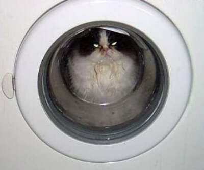 catwashingmachine